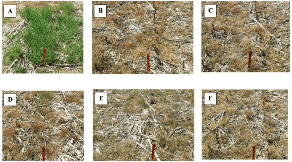 Preplant Burndown Options for Glyphosate Resistant Italian Ryegrass